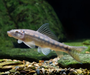 雙孔魚(yú)